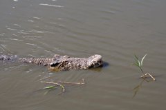 06-At the crocodile farm, a very big crocodile